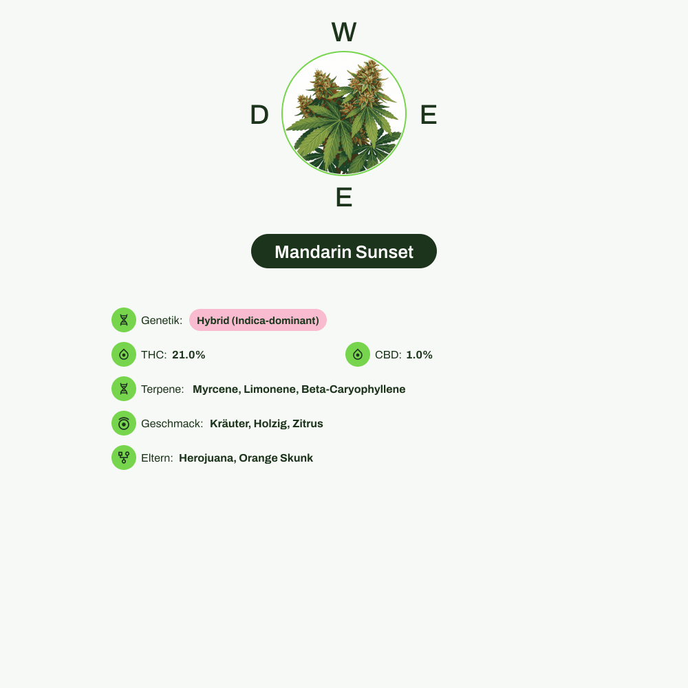 Infografik über THC-Gehalt, CBD-Gehalt, Terpene, Wirkungen, Geschmack von Mandarin Sunset