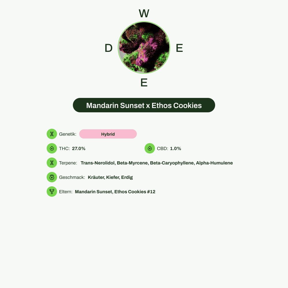 Infografik über THC-Gehalt, CBD-Gehalt, Terpene, Wirkungen, Geschmack von Mandarin Sunset x Ethos Cookies