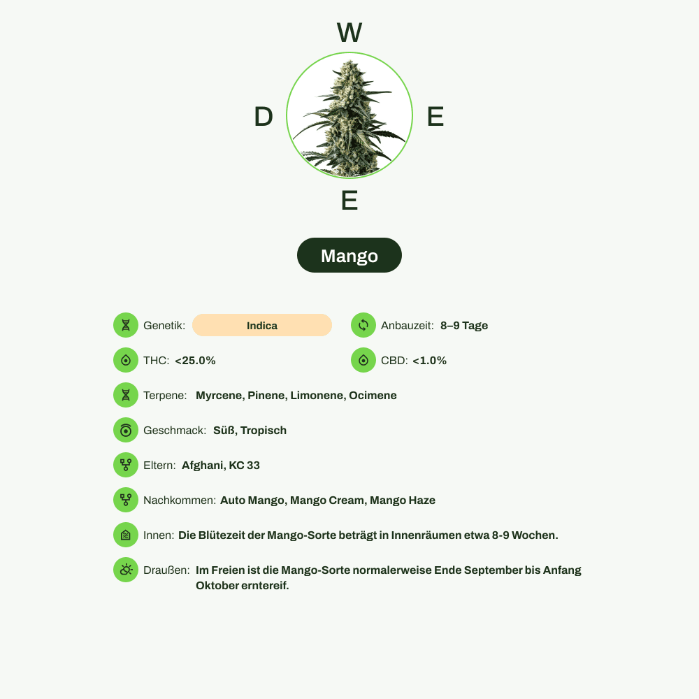 Infografik über THC-Gehalt, CBD-Gehalt, Terpene, Wirkungen, Geschmack von Mango