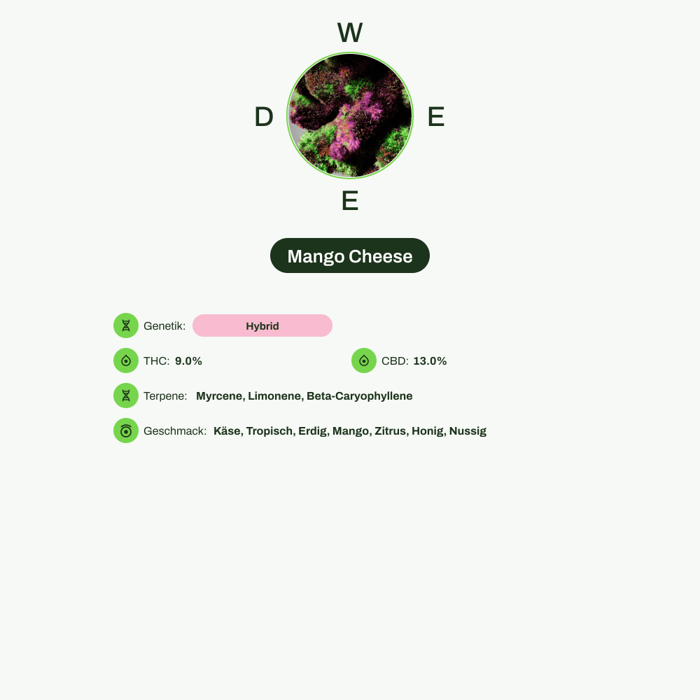 Infografik über THC-Gehalt, CBD-Gehalt, Terpene, Wirkungen, Geschmack von Mango Cheese