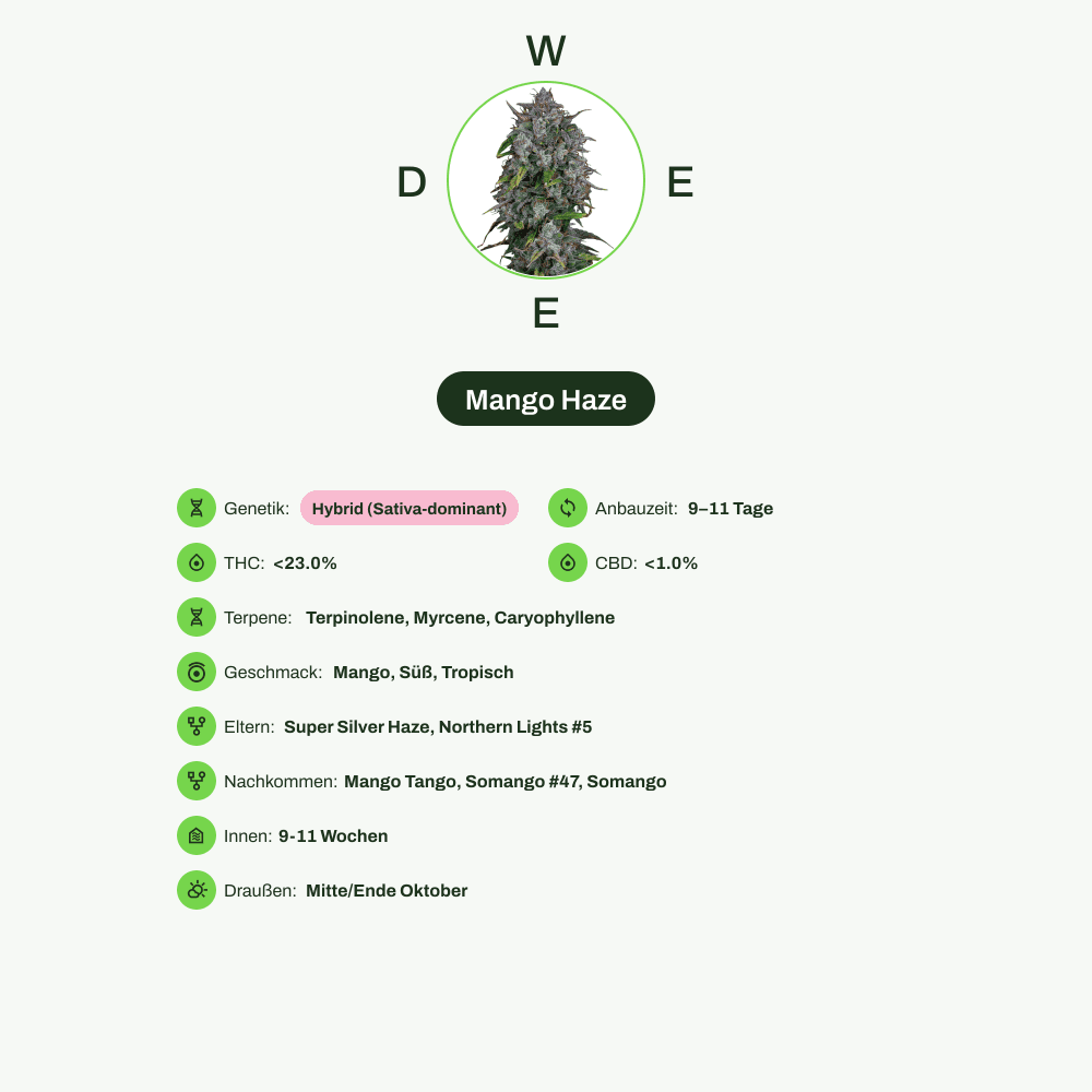 Infografik über THC-Gehalt, CBD-Gehalt, Terpene, Wirkungen, Geschmack von Mango Haze