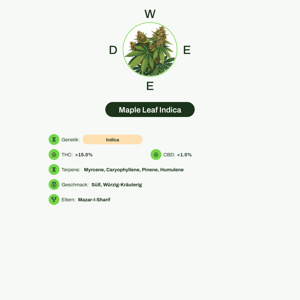 Infografik über THC-Gehalt, CBD-Gehalt, Terpene, Wirkungen, Geschmack von Maple Leaf Indica