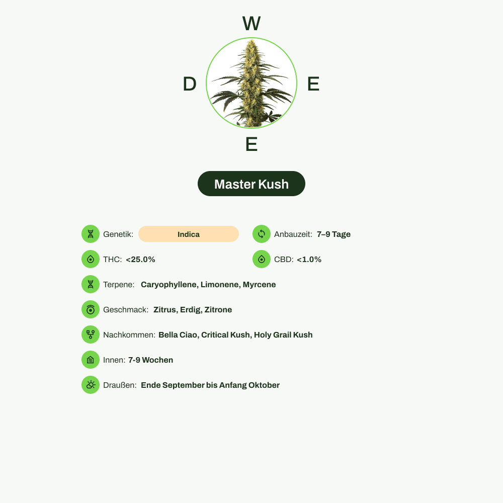 Infografik über THC-Gehalt, CBD-Gehalt, Terpene, Wirkungen, Geschmack von Master Kush