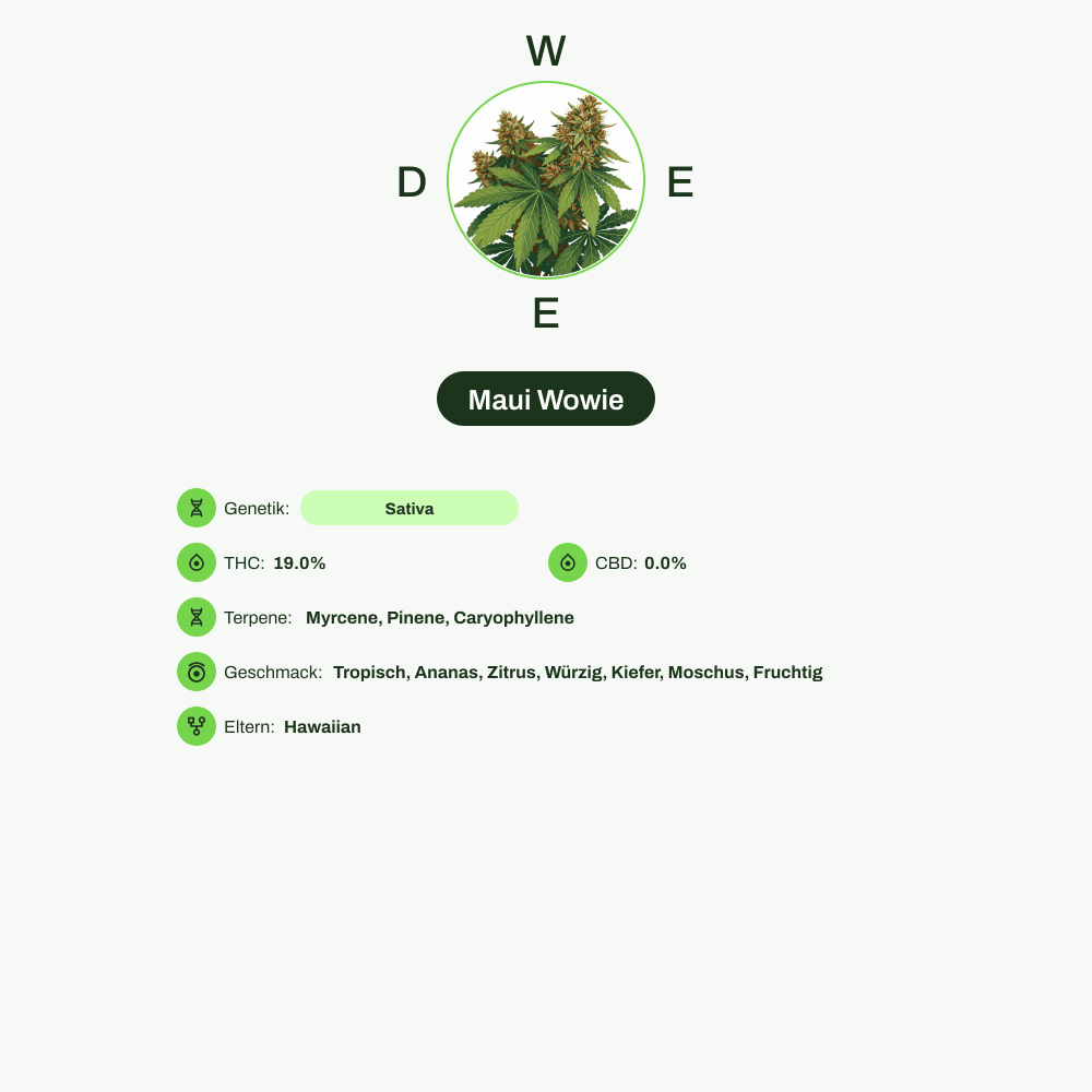 Infografik über THC-Gehalt, CBD-Gehalt, Terpene, Wirkungen, Geschmack von Maui Wowie