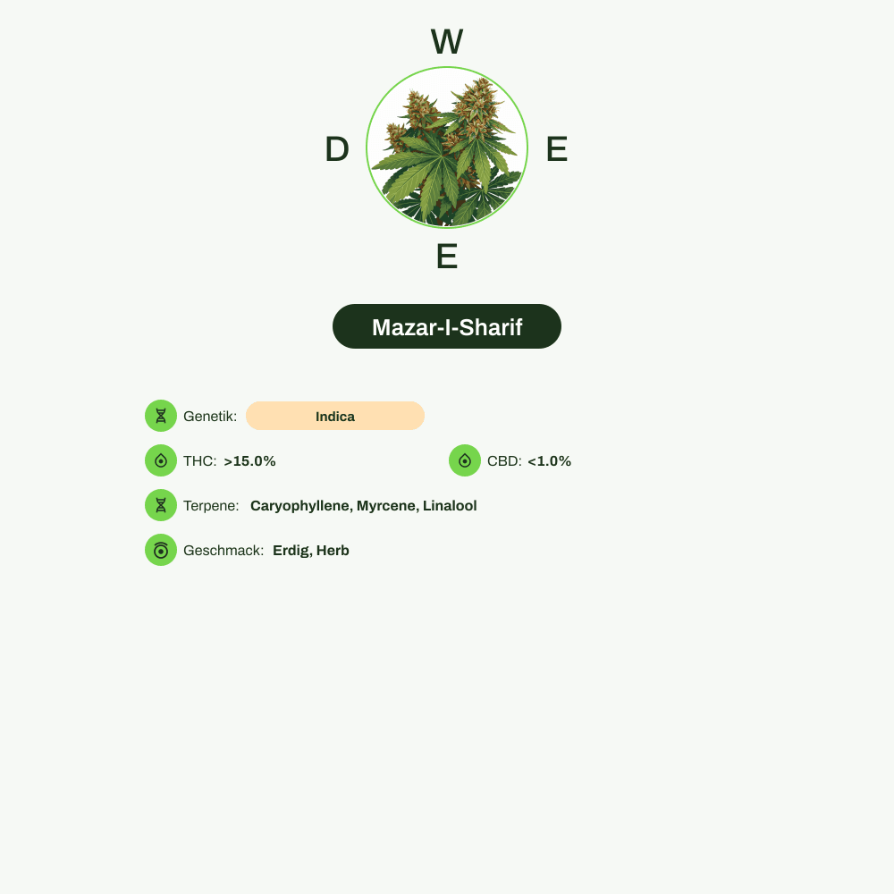 Infografik über THC-Gehalt, CBD-Gehalt, Terpene, Wirkungen, Geschmack von Mazar-I-Sharif