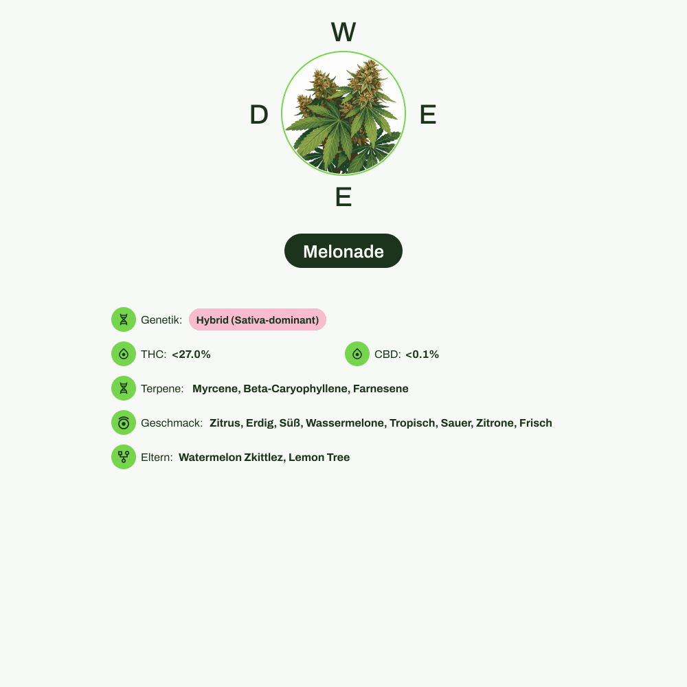 Infografik über THC-Gehalt, CBD-Gehalt, Terpene, Wirkungen, Geschmack von Melonade