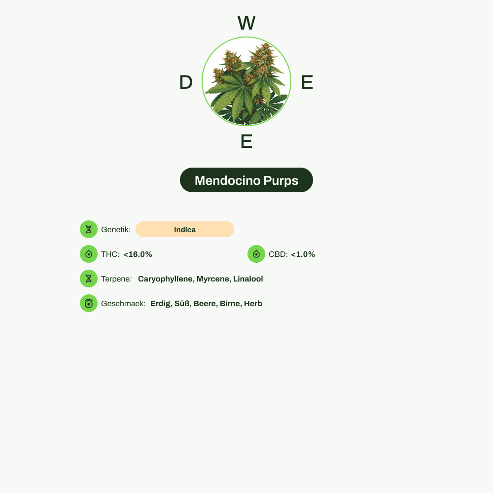 Infografik über THC-Gehalt, CBD-Gehalt, Terpene, Wirkungen, Geschmack von Mendocino Purps