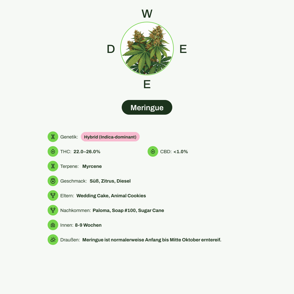 Infografik über THC-Gehalt, CBD-Gehalt, Terpene, Wirkungen, Geschmack von Meringue