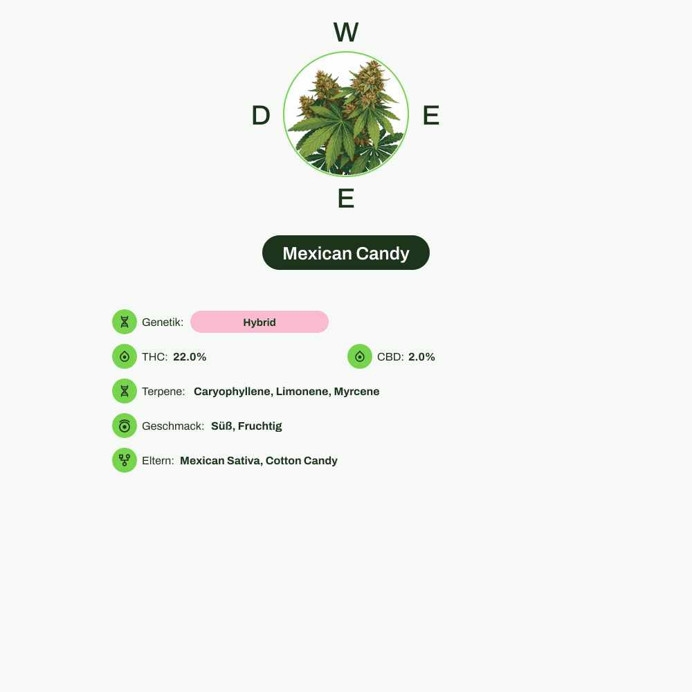 Infografik über THC-Gehalt, CBD-Gehalt, Terpene, Wirkungen, Geschmack von Mexican Candy