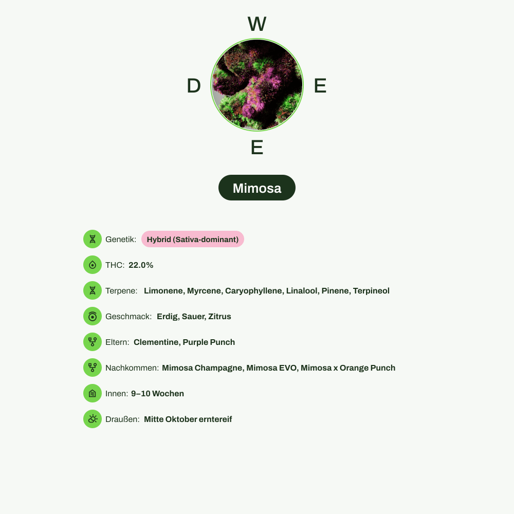 Infografik über THC-Gehalt, CBD-Gehalt, Terpene, Wirkungen, Geschmack von Mimosa