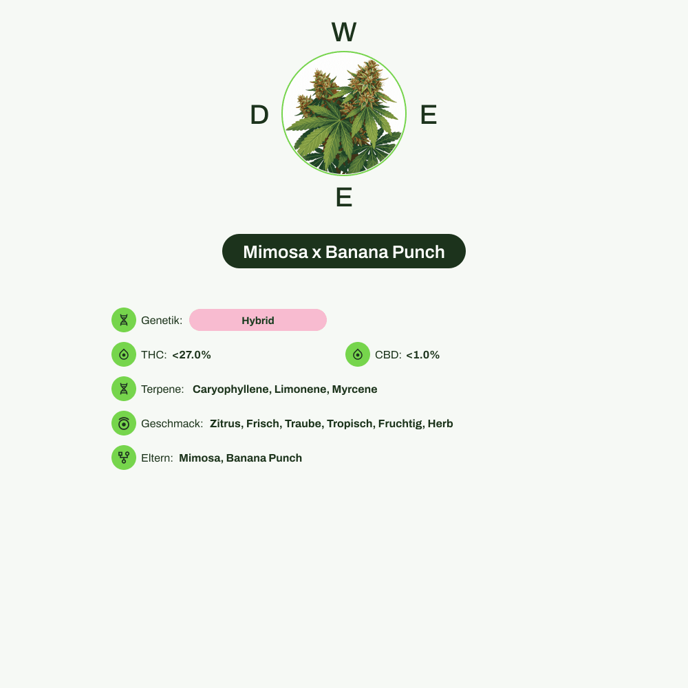 Infografik über THC-Gehalt, CBD-Gehalt, Terpene, Wirkungen, Geschmack von Mimosa x Banana Punch