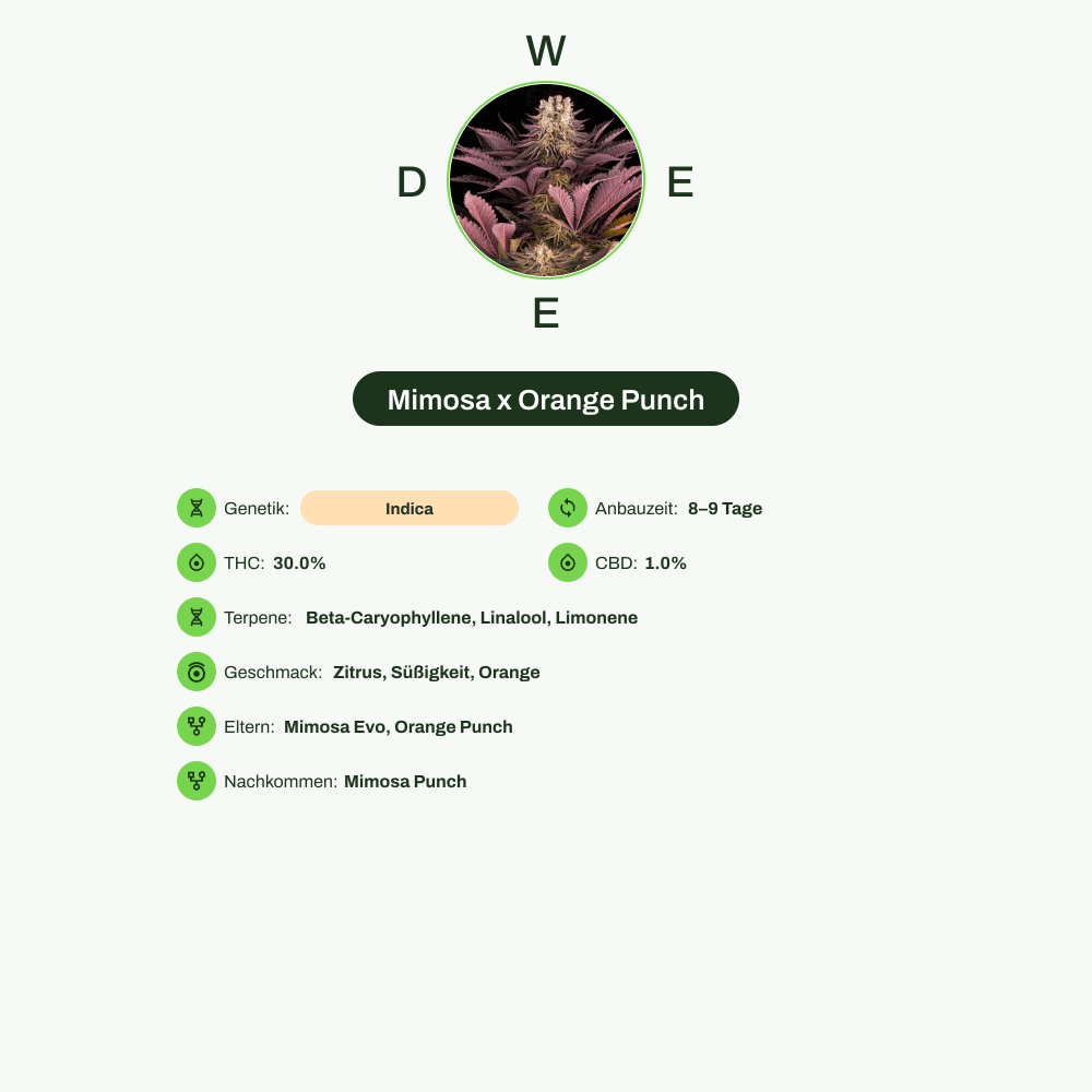 Infografik über THC-Gehalt, CBD-Gehalt, Terpene, Wirkungen, Geschmack von Mimosa x Orange Punch