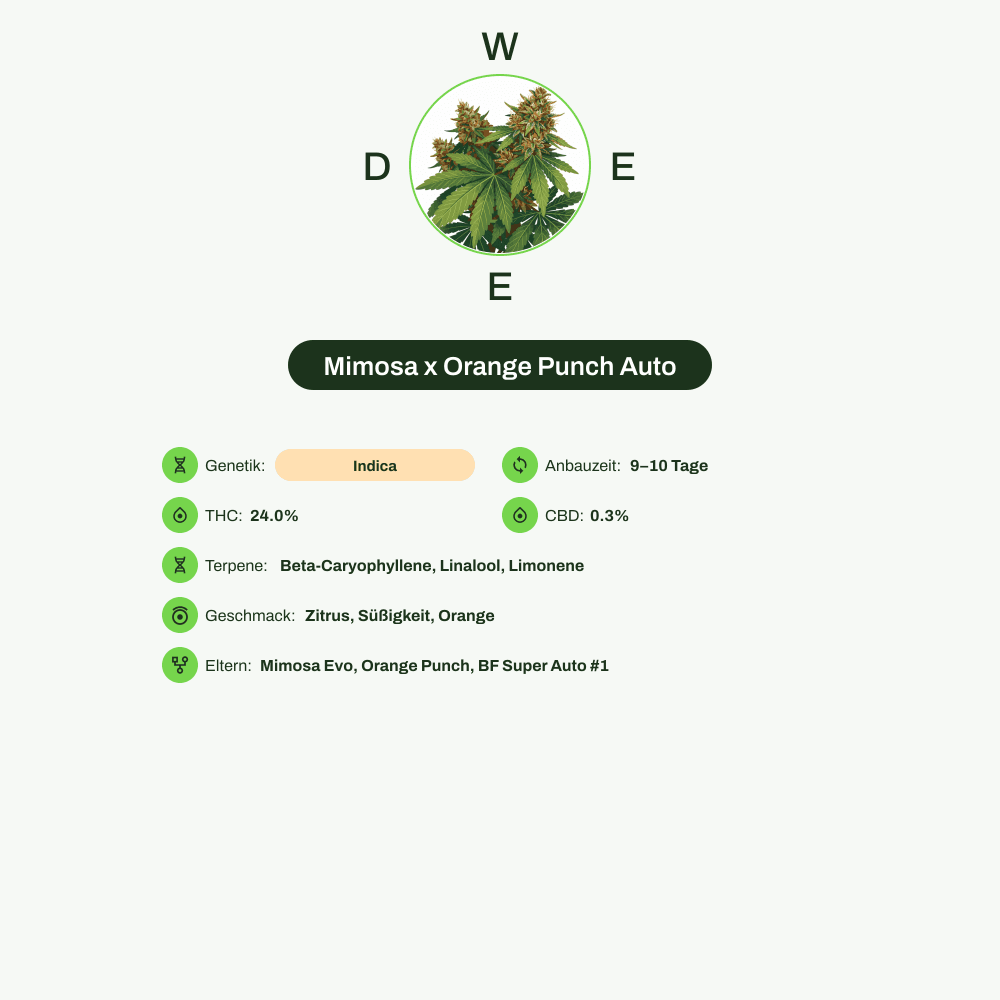 Infografik über THC-Gehalt, CBD-Gehalt, Terpene, Wirkungen, Geschmack von Mimosa x Orange Punch Auto