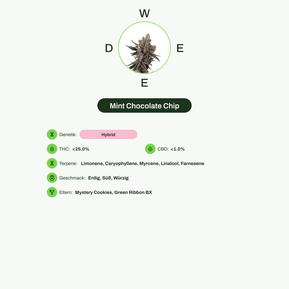 Infografik über THC-Gehalt, CBD-Gehalt, Terpene, Wirkungen, Geschmack von Mint Chocolate Chip