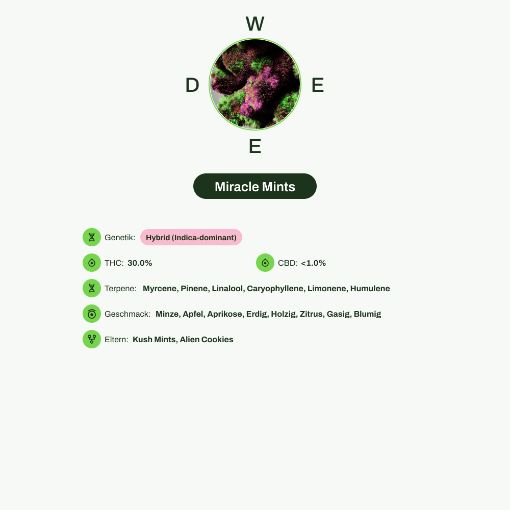 Infografik über THC-Gehalt, CBD-Gehalt, Terpene, Wirkungen, Geschmack von Miracle Mints
