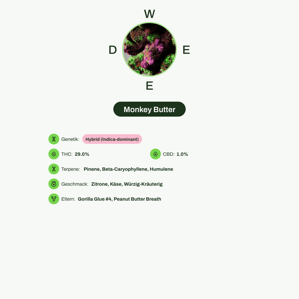 Infografik über THC-Gehalt, CBD-Gehalt, Terpene, Wirkungen, Geschmack von Monkey Butter