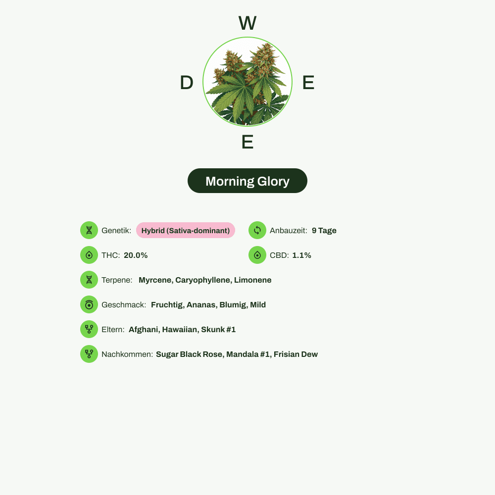 Infografik über THC-Gehalt, CBD-Gehalt, Terpene, Wirkungen, Geschmack von Morning Glory
