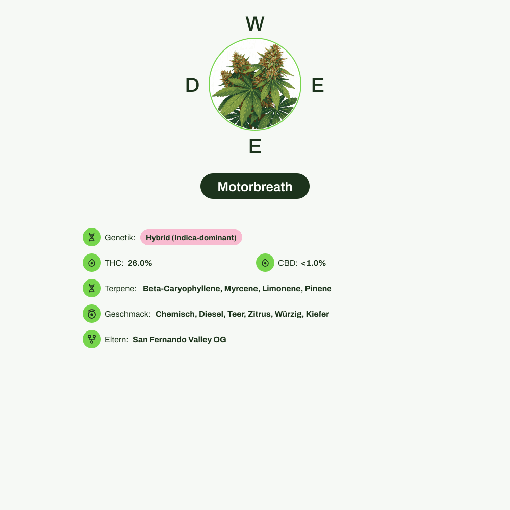 Infografik über THC-Gehalt, CBD-Gehalt, Terpene, Wirkungen, Geschmack von Motorbreath