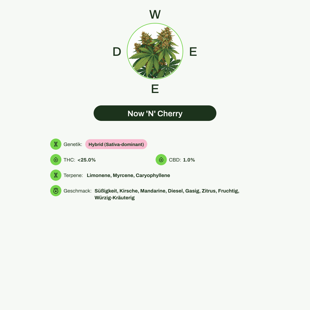 Infografik über THC-Gehalt, CBD-Gehalt, Terpene, Wirkungen, Geschmack von Now 'N' Cherry