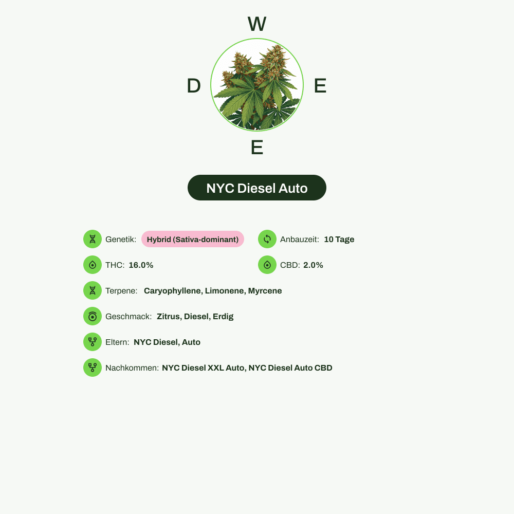 Infografik über THC-Gehalt, CBD-Gehalt, Terpene, Wirkungen, Geschmack von NYC Diesel Auto