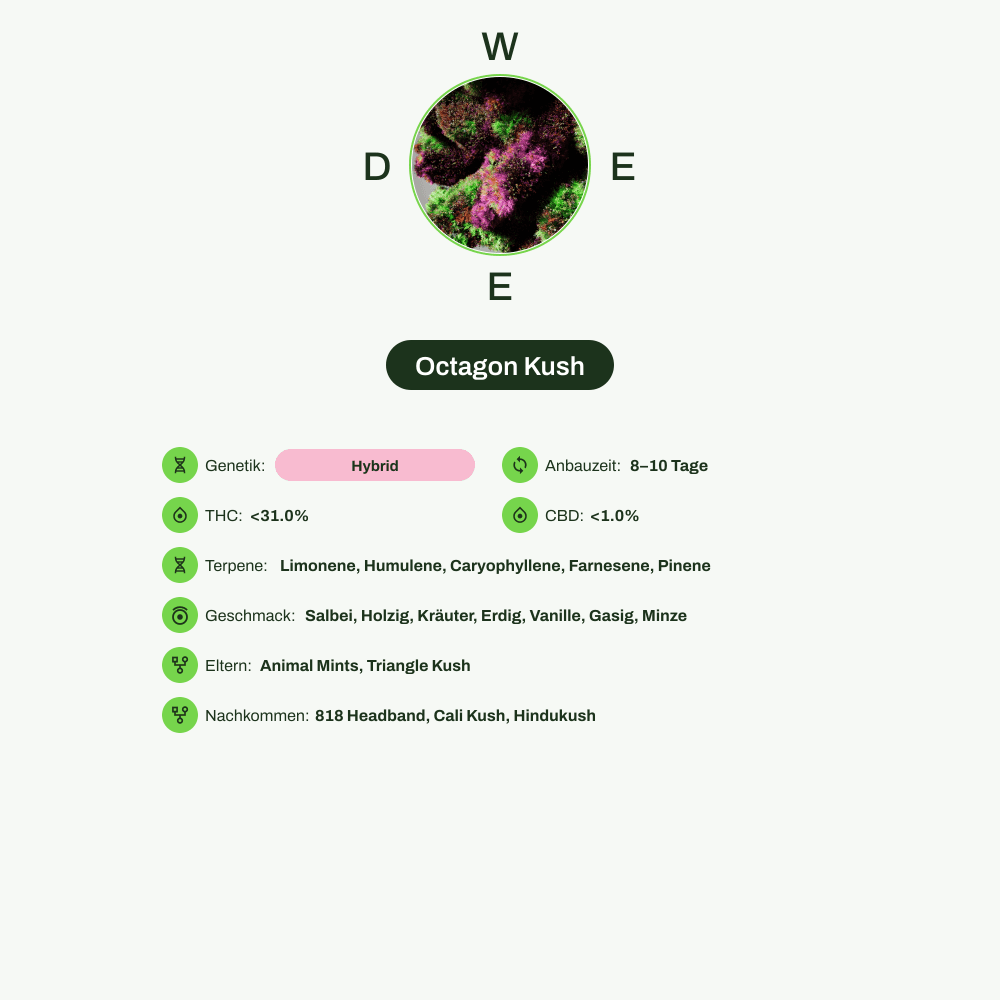 Infografik über THC-Gehalt, CBD-Gehalt, Terpene, Wirkungen, Geschmack von Octagon Kush