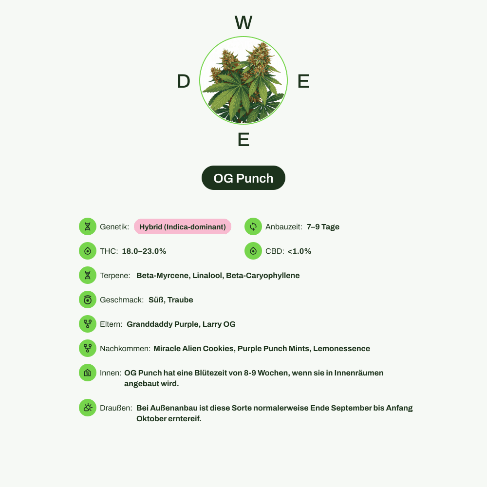 Infografik über THC-Gehalt, CBD-Gehalt, Terpene, Wirkungen, Geschmack von OG Punch
