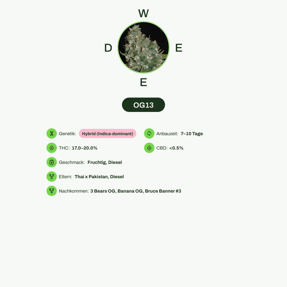 Infografik über THC-Gehalt, CBD-Gehalt, Wirkungen, Geschmack von OG13