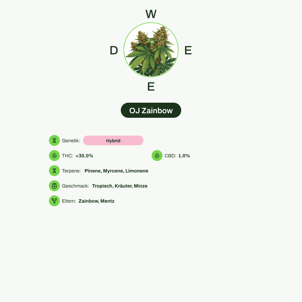 Infografik über THC-Gehalt, CBD-Gehalt, Terpene, Wirkungen, Geschmack von OJ Zainbow