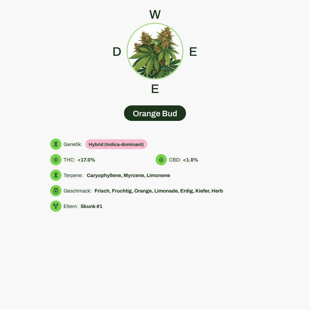 Infografik über THC-Gehalt, CBD-Gehalt, Terpene, Wirkungen, Geschmack von Orange Bud