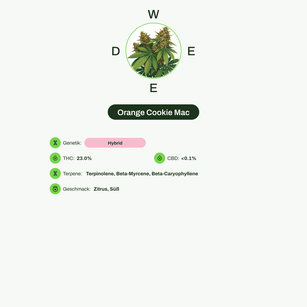 Infografik über THC-Gehalt, CBD-Gehalt, Terpene, Wirkungen, Geschmack von Orange Cookie Mac