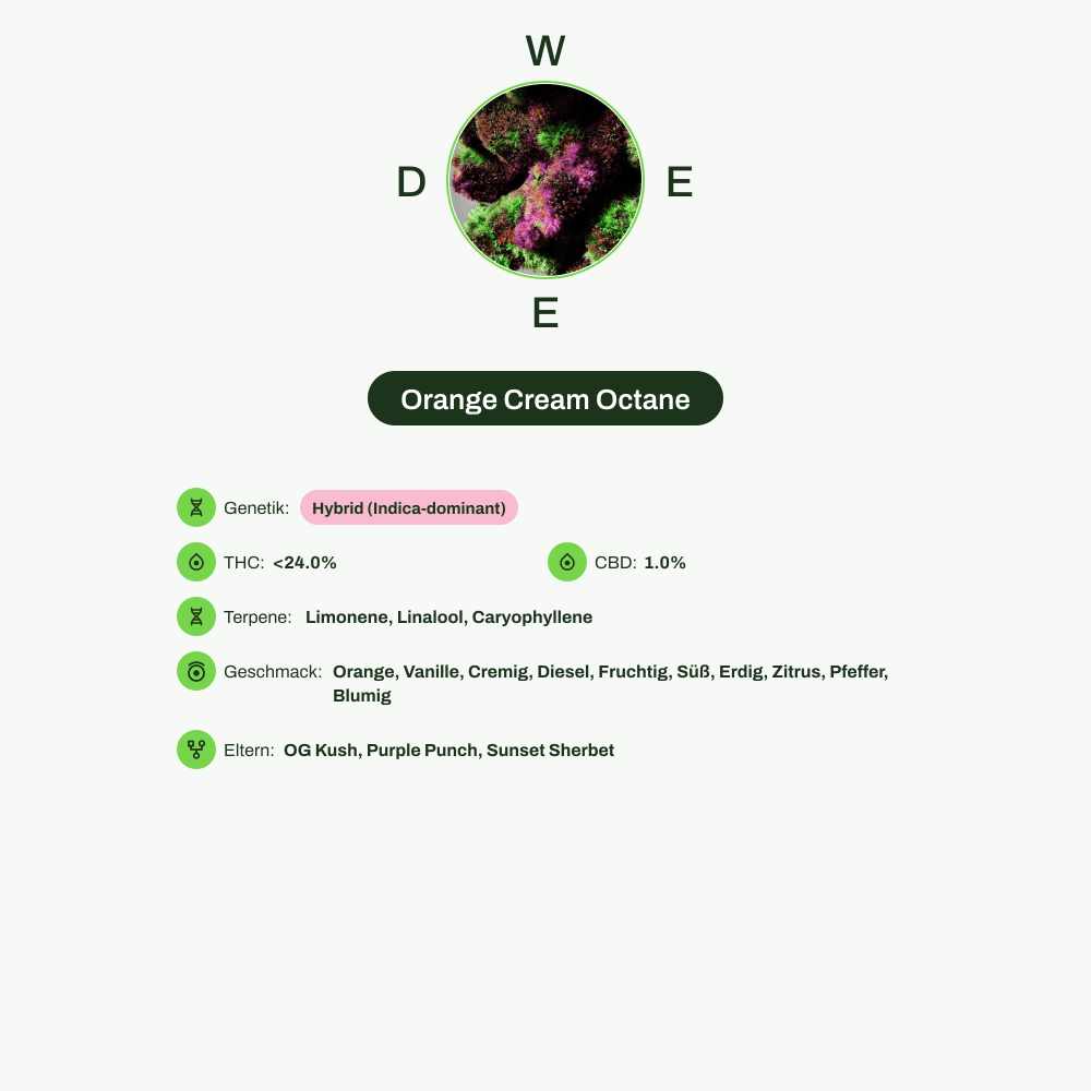 Infografik über THC-Gehalt, CBD-Gehalt, Terpene, Wirkungen, Geschmack von Orange Cream Octane