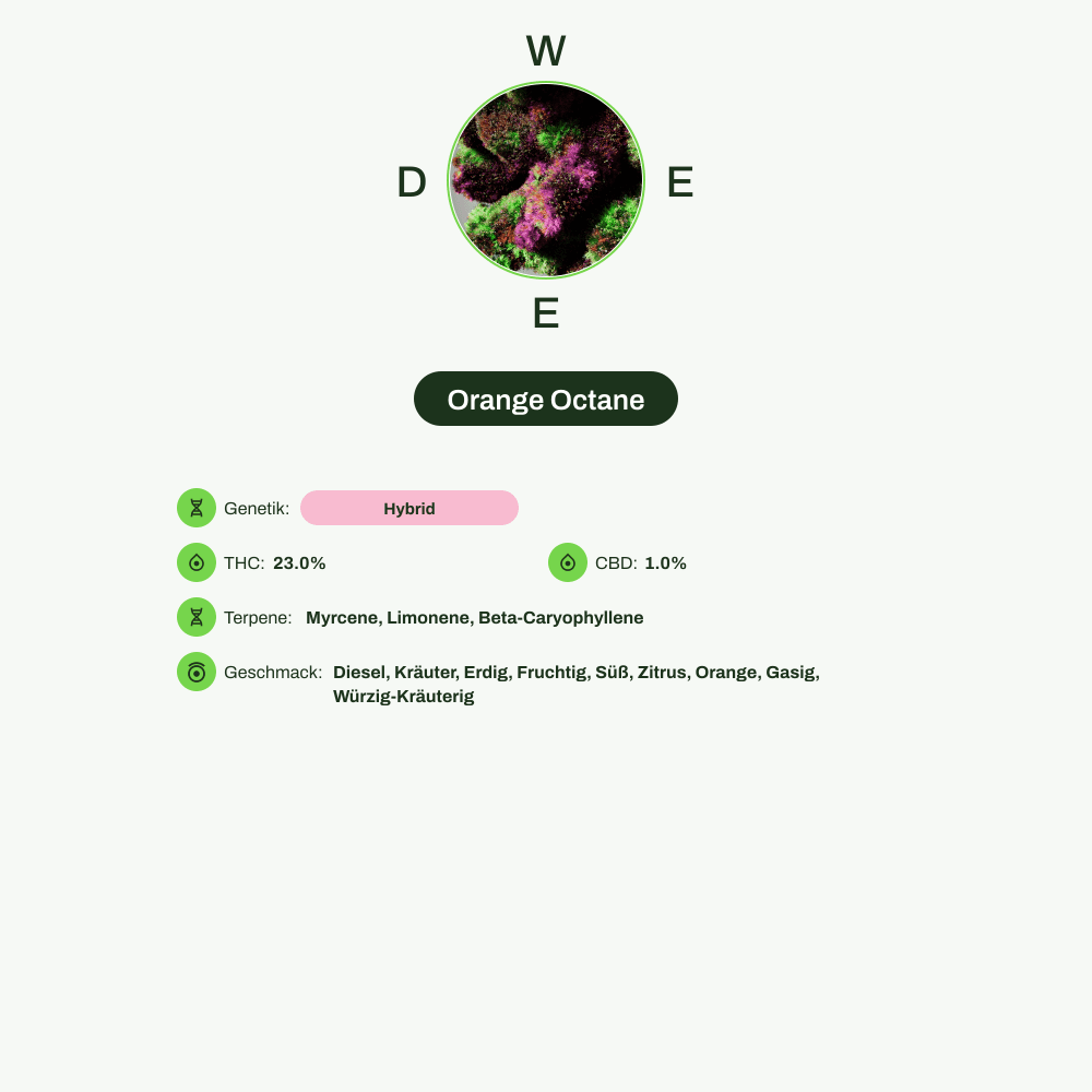 Infografik über THC-Gehalt, CBD-Gehalt, Terpene, Wirkungen, Geschmack von Orange Octane