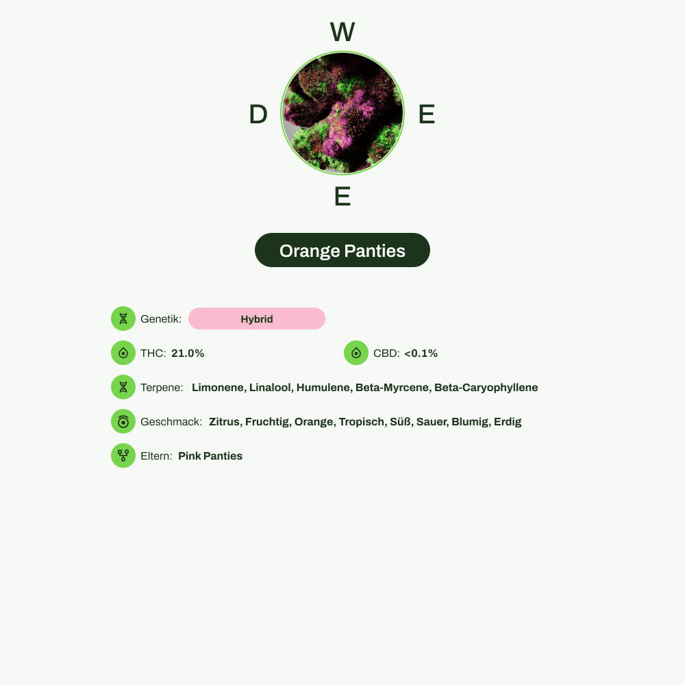 Infografik über THC-Gehalt, CBD-Gehalt, Terpene, Wirkungen, Geschmack von Orange Panties