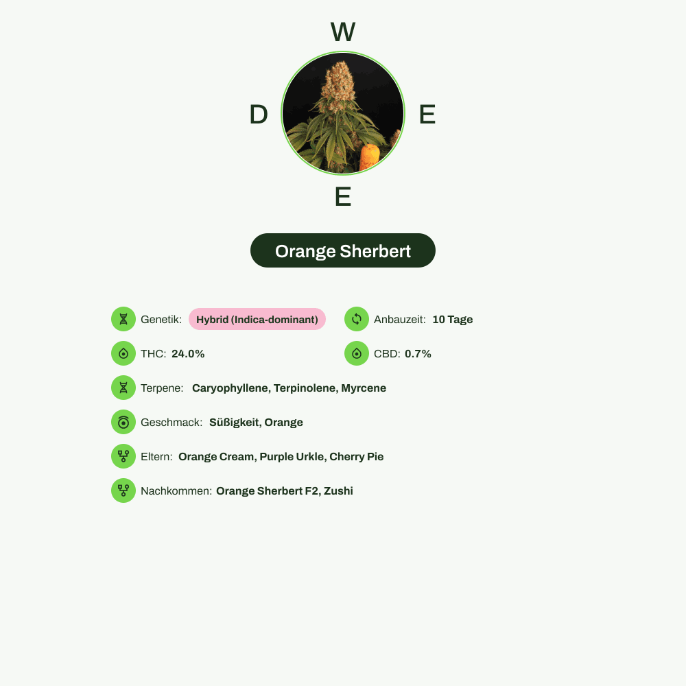 Infografik über THC-Gehalt, CBD-Gehalt, Terpene, Wirkungen, Geschmack von Orange Sherbert