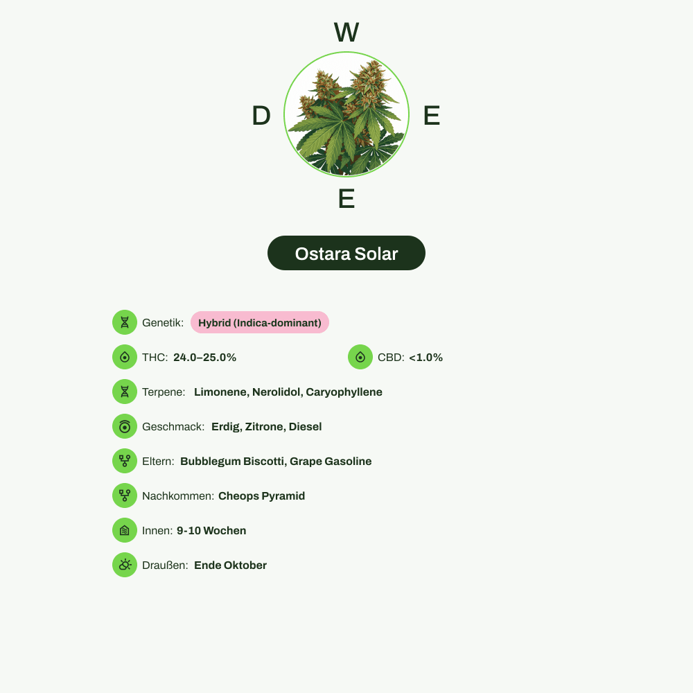 Infografik über THC-Gehalt, CBD-Gehalt, Terpene, Wirkungen, Geschmack von Ostara Solar
