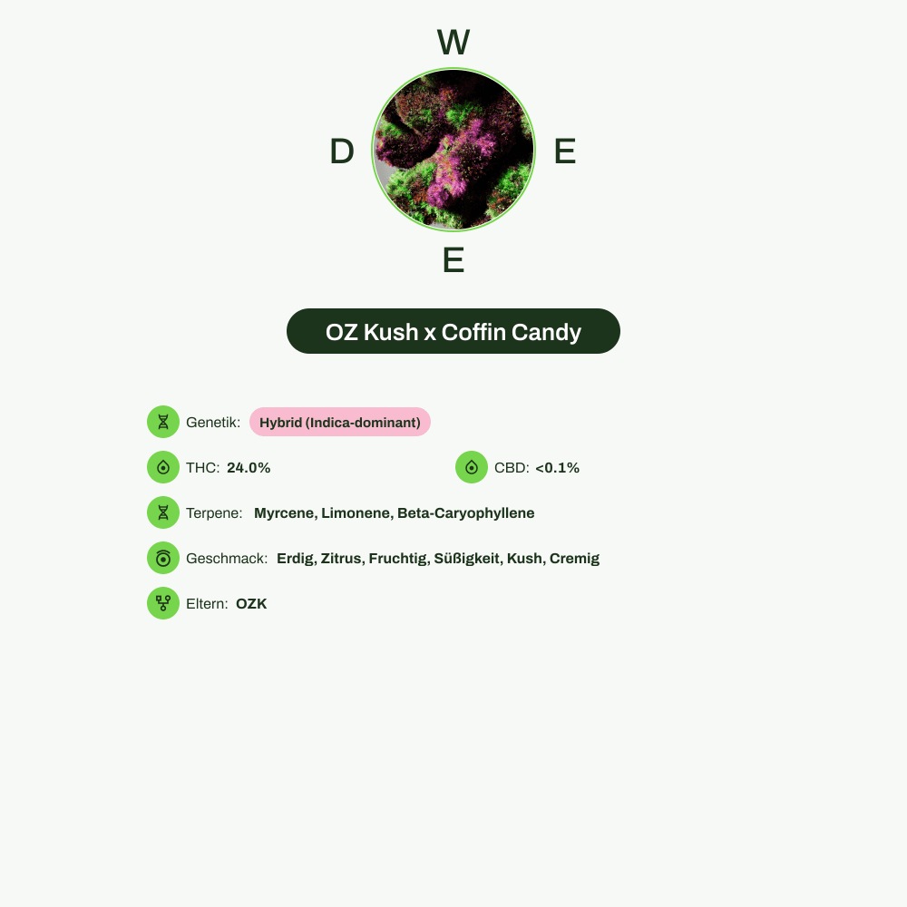 Infografik über THC-Gehalt, CBD-Gehalt, Terpene, Wirkungen, Geschmack von OZ Kush x Coffin Candy