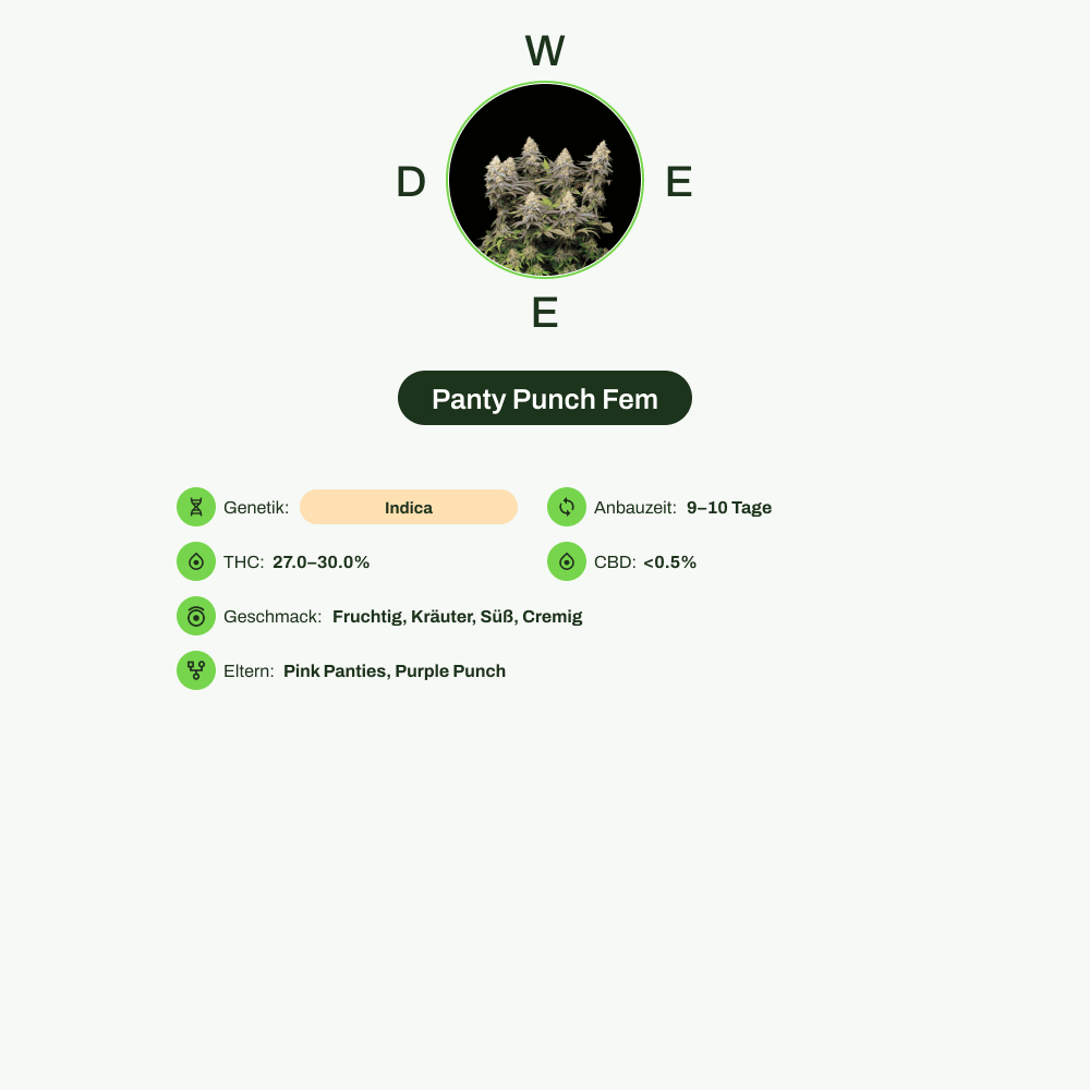 Infografik über THC-Gehalt, CBD-Gehalt, Wirkungen, Geschmack von Panty Punch Fem