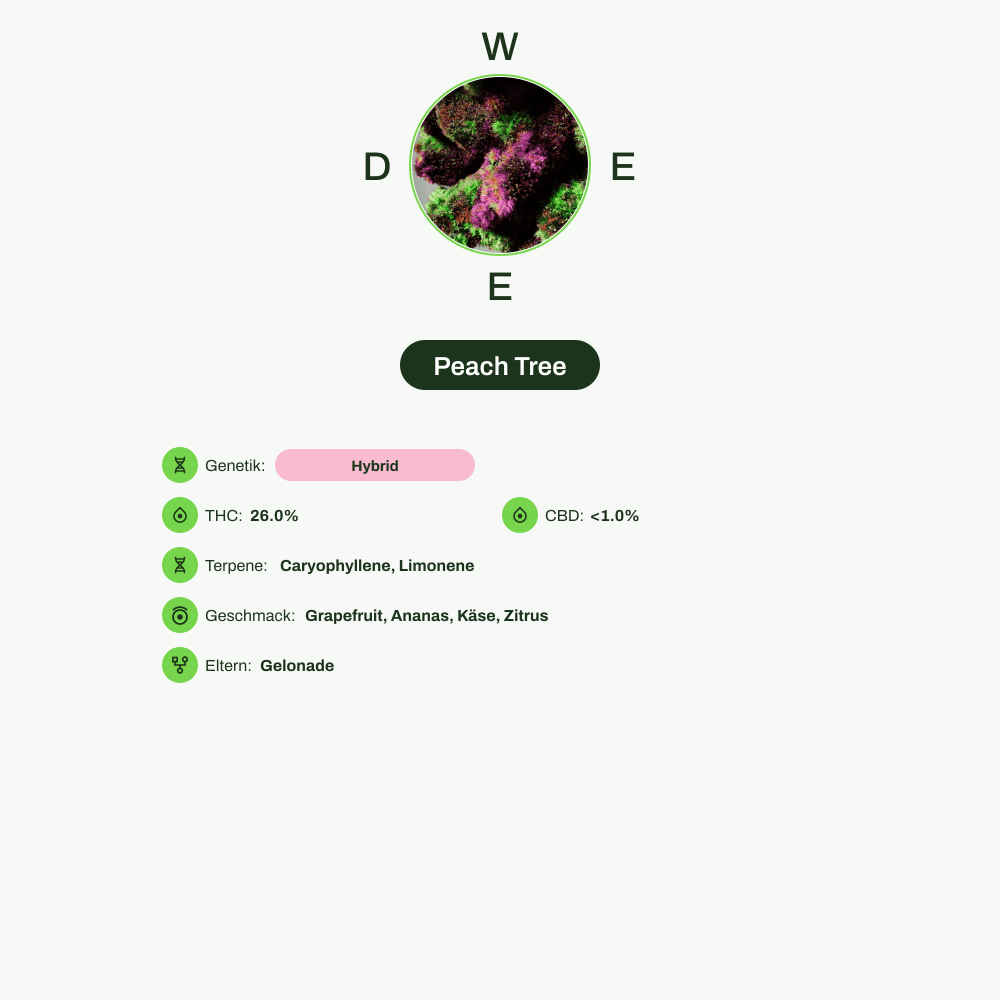 Infografik über THC-Gehalt, CBD-Gehalt, Terpene, Wirkungen, Geschmack von Peach Tree