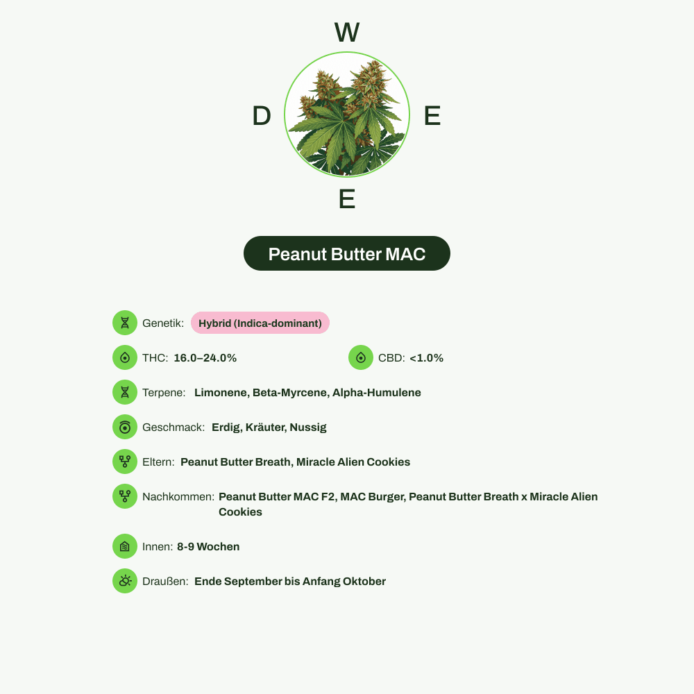 Infografik über THC-Gehalt, CBD-Gehalt, Terpene, Wirkungen, Geschmack von Peanut Butter MAC