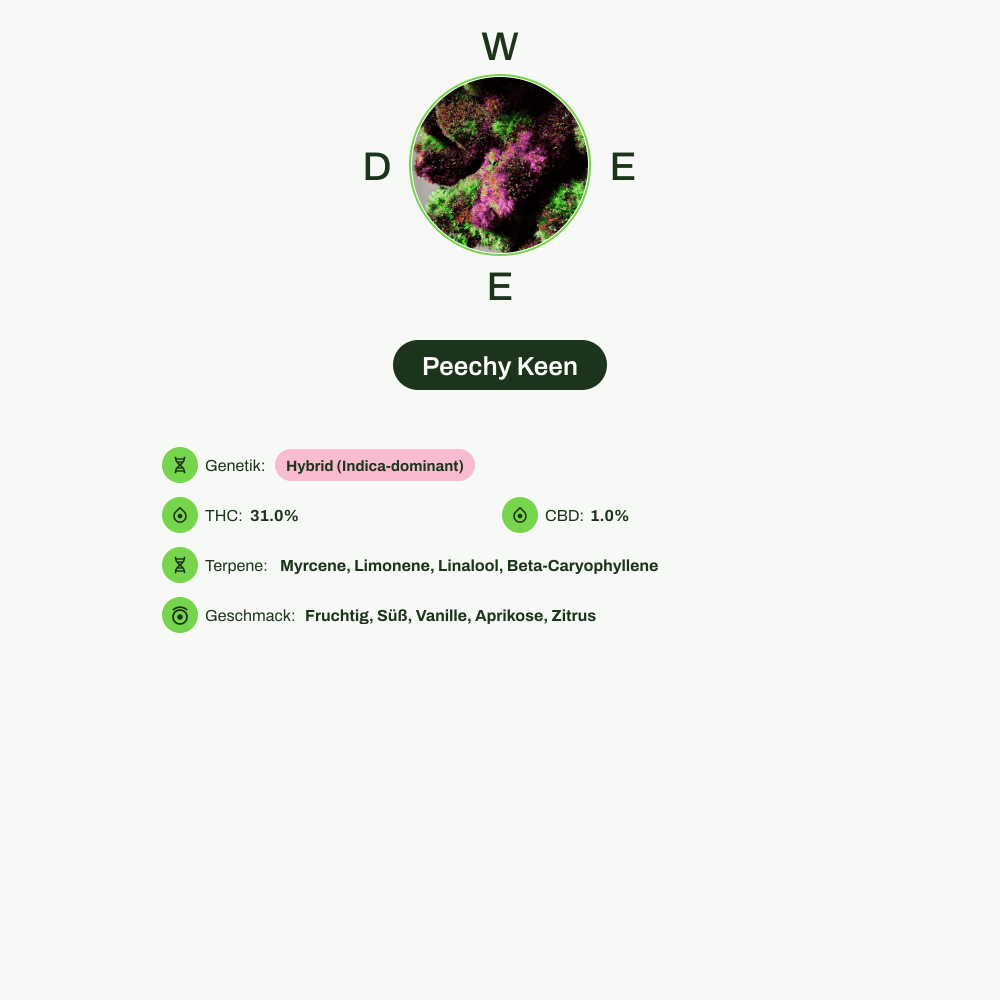 Infografik über THC-Gehalt, CBD-Gehalt, Terpene, Wirkungen, Geschmack von Peechy Keen