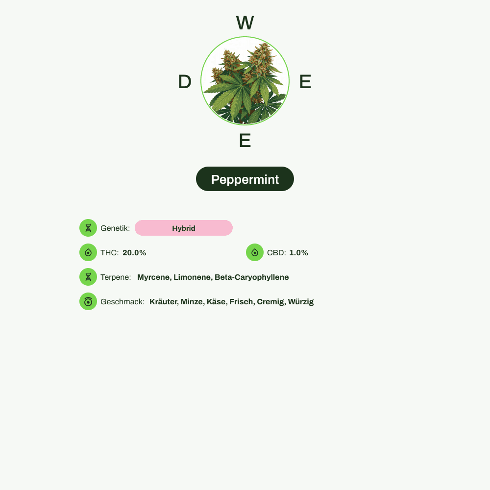 Infografik über THC-Gehalt, CBD-Gehalt, Terpene, Wirkungen, Geschmack von Peppermint