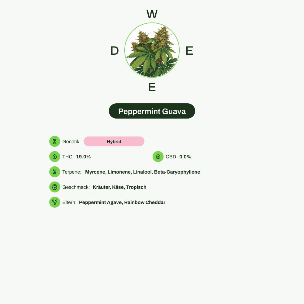 Infografik über THC-Gehalt, CBD-Gehalt, Terpene, Wirkungen, Geschmack von Peppermint Guava
