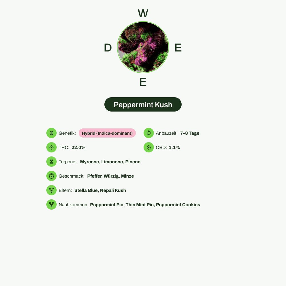 Infografik über THC-Gehalt, CBD-Gehalt, Terpene, Wirkungen, Geschmack von Peppermint Kush
