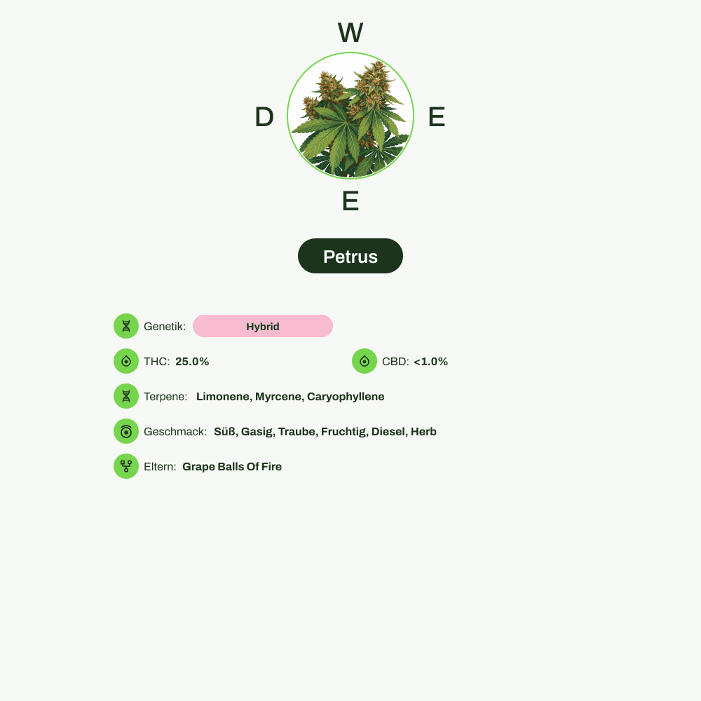 Infografik über THC-Gehalt, CBD-Gehalt, Terpene, Wirkungen, Geschmack von Petrus