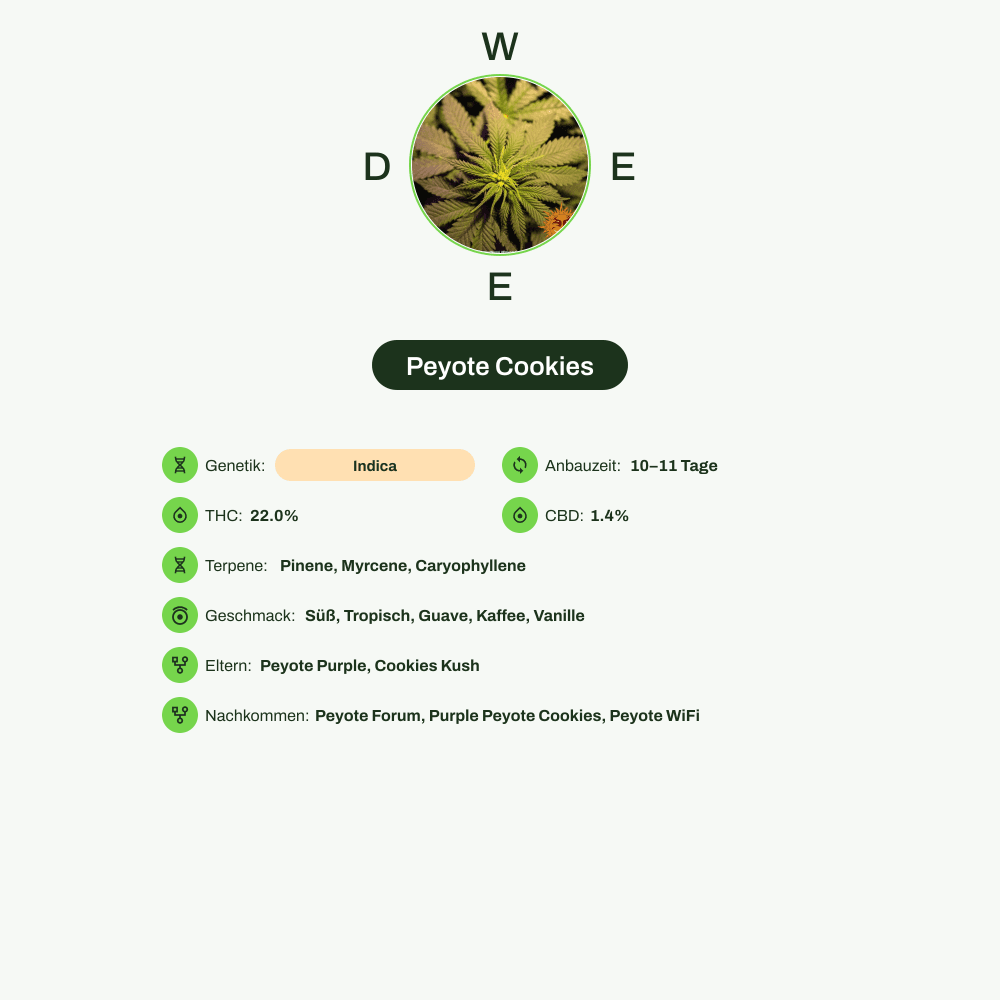 Infografik über THC-Gehalt, CBD-Gehalt, Terpene, Wirkungen, Geschmack von Peyote Cookies