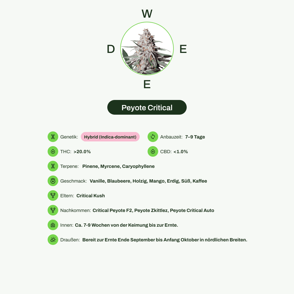 Infografik über THC-Gehalt, CBD-Gehalt, Terpene, Wirkungen, Geschmack von Peyote Critical
