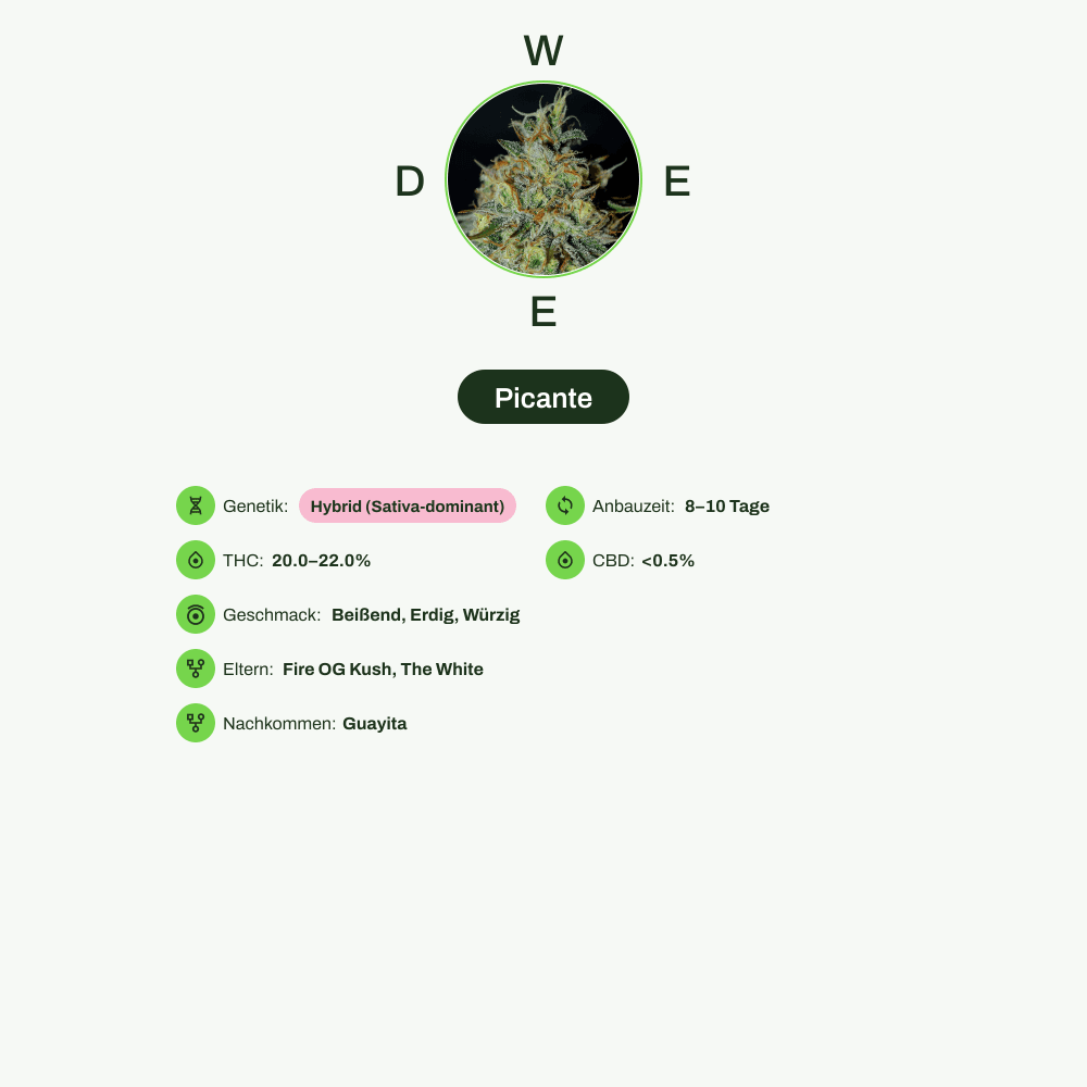 Infografik über THC-Gehalt, CBD-Gehalt, Wirkungen, Geschmack von Picante