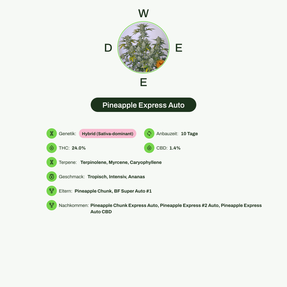Infografik über THC-Gehalt, CBD-Gehalt, Terpene, Wirkungen, Geschmack von Pineapple Express Auto