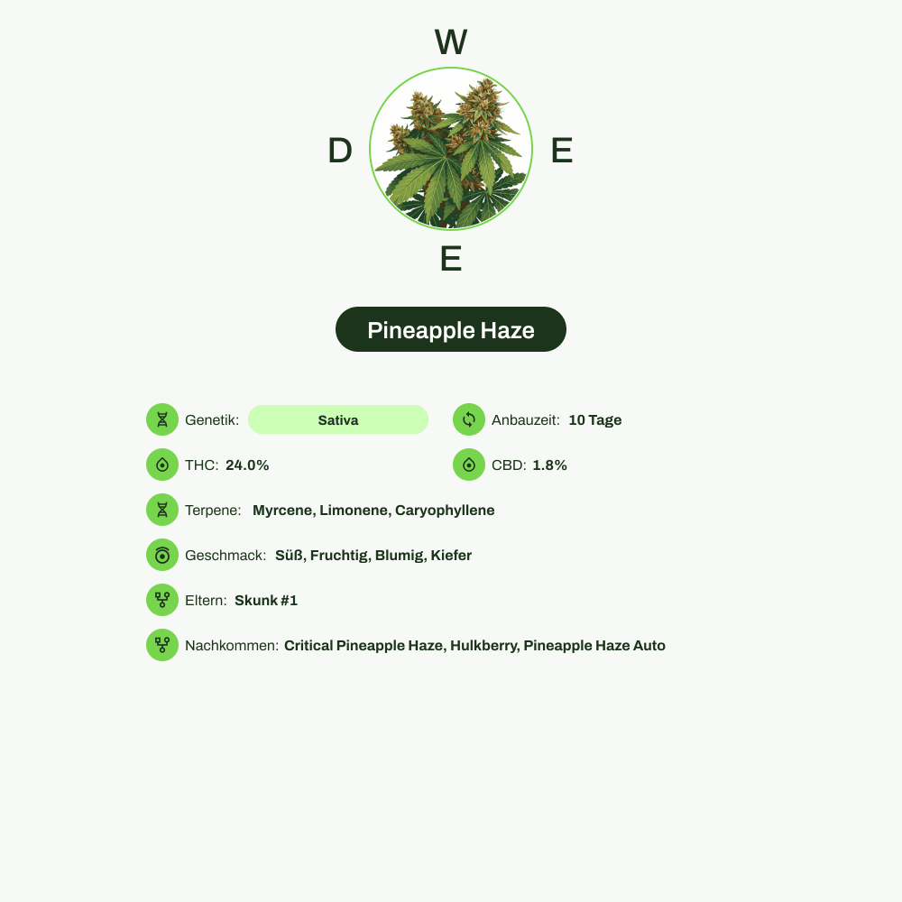 Infografik über THC-Gehalt, CBD-Gehalt, Terpene, Wirkungen, Geschmack von Pineapple Haze
