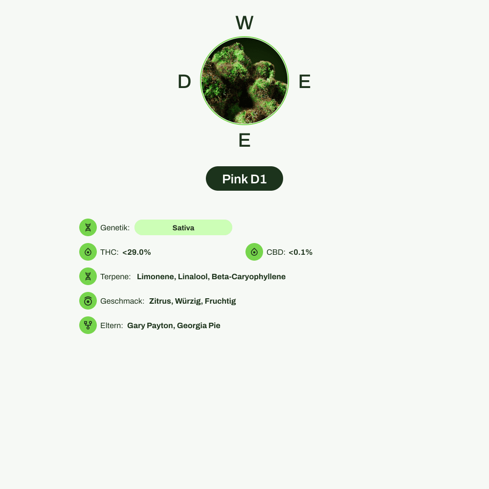 Infografik über THC-Gehalt, CBD-Gehalt, Terpene, Wirkungen, Geschmack von Pink D1